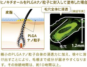 ヒノキチオールをPLGAナノ粒子に封入して塗布した場合：極小のPLGAナノ粒子自体の到達力に加え、徐々に溶け出すことにより、毛根まで成分が届きやすくなります。その持続時間は、約10時間以上。