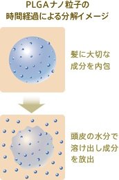 PLGAナノ粒子の時間経過による分解イメージ　髪に大切な成分を内包　頭皮の水分で溶け出し成分を放出