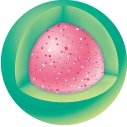 ローション 24種の植物由来エキス他を配合　セイヨウアカマツ球果エキス※2　冬虫夏草エキス※2　オタネニンジン根エキス※2　ローズマリー葉エキス※2　センブリエキス※2