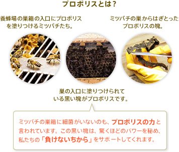 プロポリスとは？　養蜂場の巣箱の入口にプロポリス
を塗りつけるミツバチたち。　巣の入口に塗りつけられて
いる黒い塊がプロポリスです。　ミツバチの巣からはぎとった
プロポリスの塊。　ミツバチの巣箱に細菌がいないのも、プロポリスの力と言われています。この黒い塊は、驚くほどのパワーを秘め、私たちの「負けないちから」をサポートしてくれます。