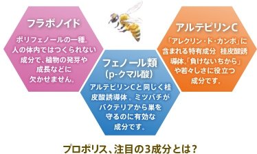 プロポリス、注目の3成分とは？　フラボノイド:ポリフェノールの一種、人の体内ではつくられない成分で、植物の発芽や成長などに欠かせません。　フェノール類(p-クマル類):アルテビリンCと同じく桂皮酸誘導体。ミツバチがバクテリアから巣を
守るのに有効な成分
です。　アルテビリンC:「アレクリン・ド・カンボ」に含まれる特有成分。桂皮酸素誘導体。「負けないちから」や若々しさに役立つ成分です。