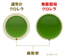 無菌栽培クロレラと通常のクロレラのイメージ
