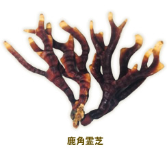 鹿角霊芝