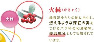 火棘(かきょく)：楊貴妃ゆかりの地に自生し、燃えるような深紅の実をつけるバラ科の和漢植物。美容成分としても知られています。