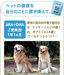 ペットの健康を自分のことに置き換えて。 ARA+DHA ご愛飲歴1年1ヶ月 神奈川県の田中敬子様宅の左:ミッキーくん(14歳) 右:ガクトくん(4歳) ゴールデンレトリバー
