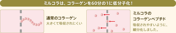 ミルコラは、コラーゲンを60分の1に低分子化! 通常のコラーゲン:大きくて吸収されにくい ミルコラのコラーゲンペプチド:吸収されやすいように、細分化しました。