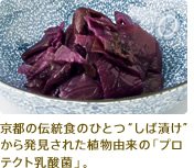 京都の伝統食のひとつ「しば漬け」から発見された植物由来の「プロテクト乳酸菌」。