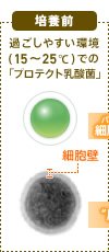 培養前 過ごしやすい環境(15～25度)での「プロテクト乳酸菌」