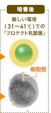 培養後 厳しい環境(31～41度)での「プロテクト乳酸菌」