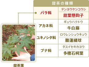 甜茶葉　甜茶の種類　バラ科：テンヨウケンコウシ・甜葉懸こう子、アカネ科：ギュウハクトウ・牛白藤、ユキノシタ科：ロウレンシュウキュウ・臘蓮繍球、ブナ科：タスイセキカヨウ・多穂石柯葉