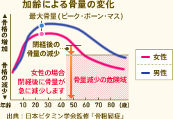 加齢による骨量の変化 出典:日本ビタミン学会監修「骨粗鬆症」