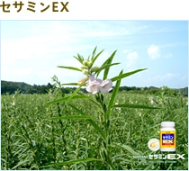 セサミンEプラス
