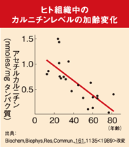 グラフ:ヒト組織中のカルニチンレベルの加齢変化 アセチルカルニチン(nmol/mg タンパク質) 出典:Biochem,Biophys,Res,Commun.,161,1135 <1989>