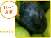 12～1月頃