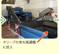 オリーブの実を風選機に投入