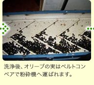 洗浄後、オリーブの実はベルトコンベアで粉砕機へ運ばれます。