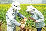 主な成分　(品質の目安)特有栄養素：デセン酸（10-ヒドロキシデセン酸）、(微量でも不可欠)ミネラル：マグネシウム、リン、鉄分、カルシウム  他、(自らはつくれない)必須アミノ酸：リジン、バリン、ロイシン 他、(タンパク質の素)その他のアミノ酸：アルギニン、アスパラギン酸、セリン、グルタミン酸 他、(新陳代謝をサポート)ビタミンB群：ビタミンB1・B2・B6、パントテン酸 他、その他：アセチルコリン など