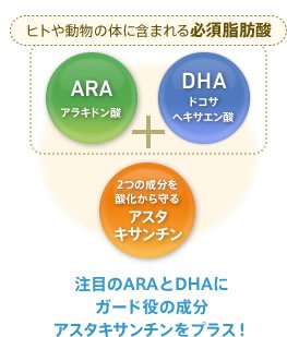 注目のARAとDHAにガード役の成分アスタキサンチンをプラス！　ARA アラキドン酸 ＋ DHA ドコサヘキサエン酸　2つの成分を酸化から守るアスタキサンチン