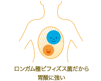 ロンガム種ビフィズス菌だから胃散に強い