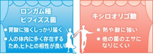 ロンガム種ビフィズス菌 ・胃酸に強くしっかり届く ・人の体内に多く存在するため、ヒトとの相性が良い |キシロオリゴ糖 ・熱や酸に強い ・他の菌のエサになりにくい
