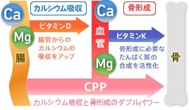 投与前に比べるとキシロオリゴ糖を与えたラットの方が、カルシウムの吸収が促進されています。(飲料水として2%キシロオリゴ糖溶液を自由に摂取させた場合)