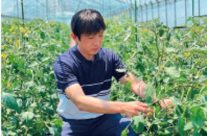 サントリーフラワーズ 花・野菜苗プレゼント サントリーフラワーズ 花・野菜苗プレゼント