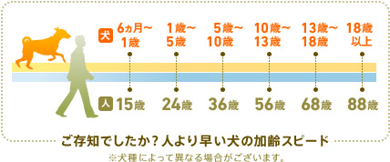 ご存知でしたか？人より早い犬の加齢スピード　※犬種によって異なる場合がございます。