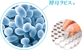 酵母ラビス®