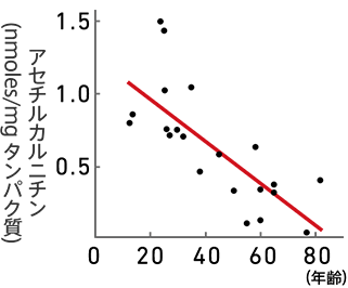 アセチルカルニチン(nmoles/mg タンパク質)