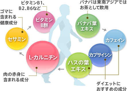 バナバ葉エキス(バナバは東南アジアではお茶として飲用)→カフェイン・カプサイシン・ハスの葉エキス(ダイエットにおすすめの成分)→L－カルニチン(肉の赤身に含まれる成分)→セサミン(ゴマに含まれる健康成分)→ビタミンB群(ビタミンB1、B2、B6など)