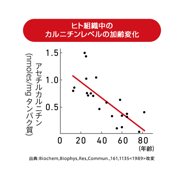 グラフ：ヒト組織中のカルニチンレベルの加齢変化 アセチルカルニチン(nmoles/mg タンパク質) 出典:Biochem,Biophys,Res,Commun.,161,1135<1989>改変