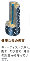 健康な髪の表面　キューティクルが厚く、閉まった状態で、外部の刺激から守っています。