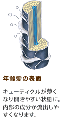 年齢髪の表面　キューティクルが薄くなり開きやすい状態に。内部の成分が流出しやすくなります。