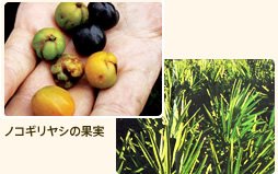 ノコギリヤシの果実