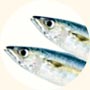 ビタミンDは魚に豊富に含まれる成分