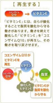 【再生する】コエンザイムQ10→ビタミンE 「ビタミンE」には、自らが酸化することで油脂を酸化から守る働きがあります。働きを終えて酸化した「ビタミンE」を「コエンザイムQ10」が再生し、その働きを取り戻させます。コエンザイムQ10がビタミンEを再生 酸化したビタミンE ビタミンEが脂質を酸化から守る