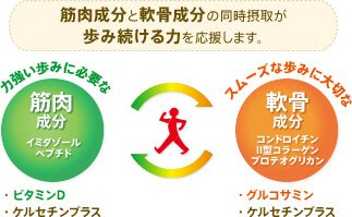 筋肉成分と軟骨成分の同時摂取が歩み続ける力を応援します。力強い歩みに必要な筋肉成分 イミダゾールペプチド ・ビタミンD・ケルセチンプラス スムーズな歩みに大切な軟骨成分 コンドロイチン Ⅱ型コラーゲン プロテオグリカン ・グルコサミン・ケルセチンプラス