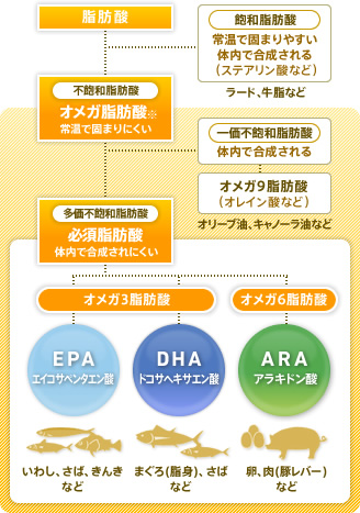脂肪酸 飽和脂肪酸:常温で固まりやすい 体内で合成される(ステアリン酸など) ラード、牛脂など 不飽和脂肪酸:オメガ脂肪酸※ 常温で固まりにくい 一価不飽和脂肪酸:体内で合成される オメガ9脂肪酸(オレイン酸など) オリーブ油、キャノーラ油など 多価不飽和脂肪酸:必須脂肪酸 食事から摂取が必要 オメガ3脂肪酸:EPA エイコサペンタエン酸 いわし、さば、きんきなど DHA ドコサヘキサエン酸 まぐろ(脂身)、さばなど オメガ6脂肪酸:ARA アラキドン酸 卵、肉(豚レバー)など