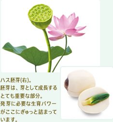 ハス胚芽 胚芽は、芽として成長するとても重要な部分。発芽に必要な生育パワーがここにぎゅっと詰まっています。