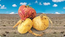 標高約4000mのアンデス高地に生育するアブラナ科の根菜「マカ」