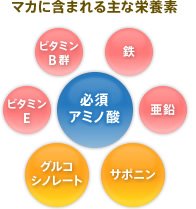マカに含まれる主な栄養素:必須アミノ酸 鉄 亜鉛 サポニン グルコシノレート ビタミンE ビタミンB群