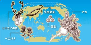 マカ トナカイの角 冬虫夏草 亜鉛 ベニバナ