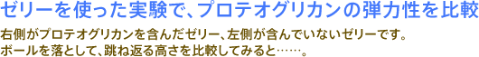 ゼリーを使った実験で、プロテオグリカンの弾力性を比較 右側がプロテオグリカンを含んだゼリー、左側が含んでいないゼリーです。ボールを落として、跳ね返る高さを比較してみると……。