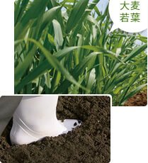 大麦若葉