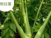 明日葉