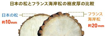 日本の松とフランス海岸松の樹皮厚の比較 日本の松:約10mm フランス海岸松:約20mm