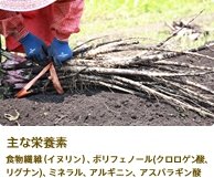主な栄養素 食物繊維(イヌリン)、ポリフェノール(クロロゲン酸、リグナン)、ミネラル、アルギニン、アスパラギン酸