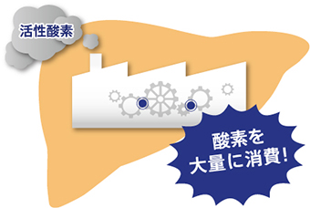 酸素を大量に消費！