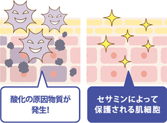 酸化の原因物質が発生！セサミンによって保護される肌細胞