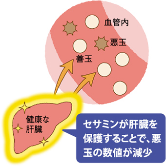 セサミンが肝臓を保護することで、悪玉の数値が減少